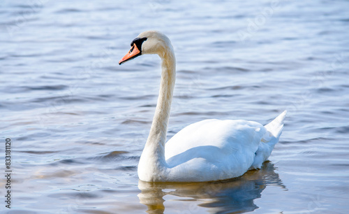Swan swim in the lake 
