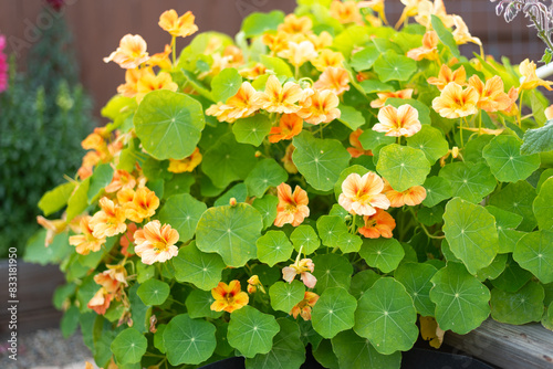 Orange and yellow nasturtiums with green leaves in a garden