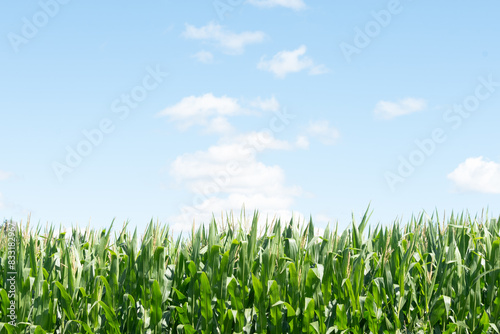 Lush green cornfield under a blue sky with scattered clouds