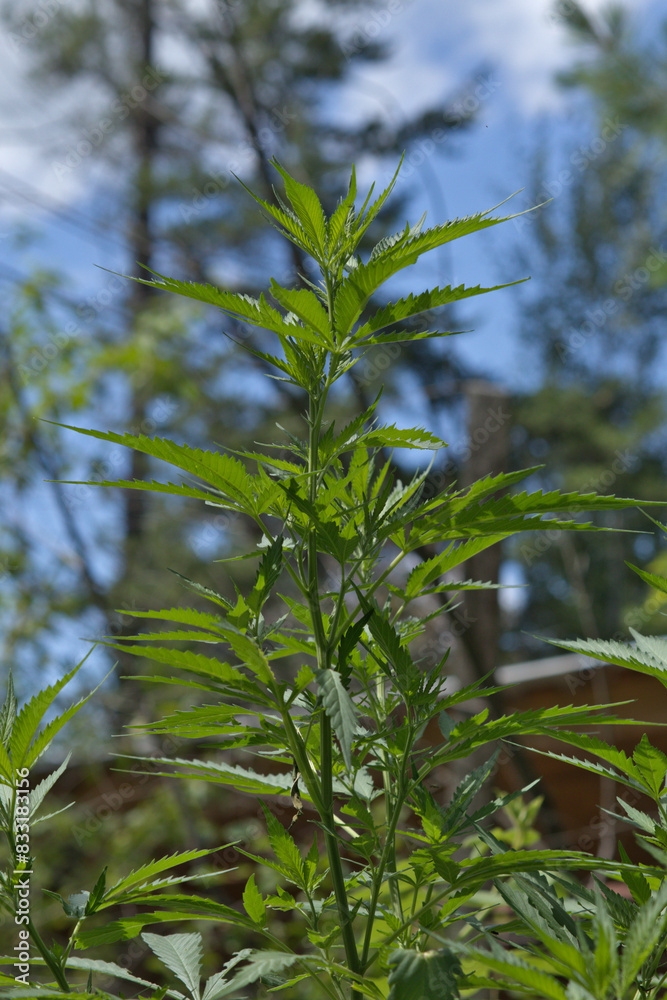 Fototapeta premium cannabis, marijuana plant growing outside