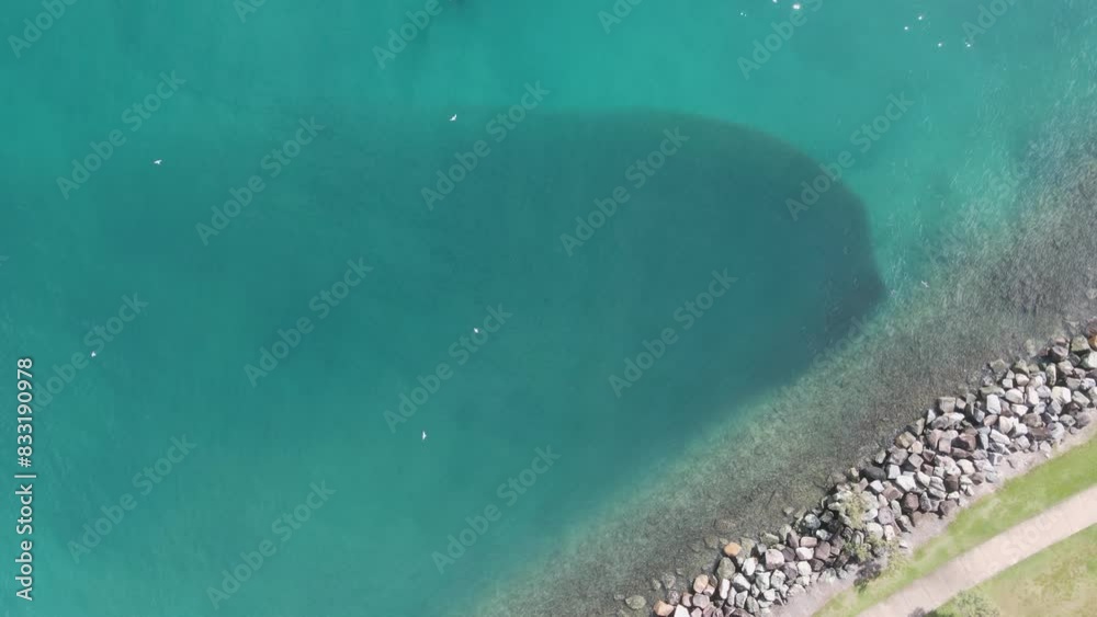 Sea birds flying and feeding on a large school of fish congregating next to a ocean breakwall. High drone view