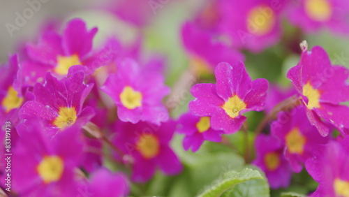 Julia primrose or primula juliae, beautiful spring flowers. Sunlight in the garden.