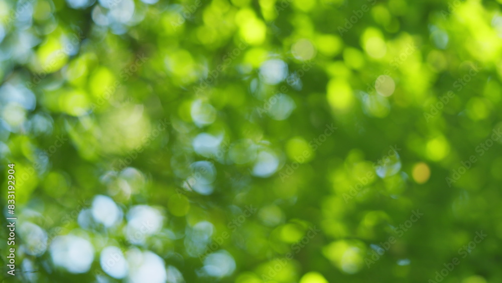 Fototapeta premium Summer concept of abstract blurred background. Beautiful blurry green and blue nature background. Blur.