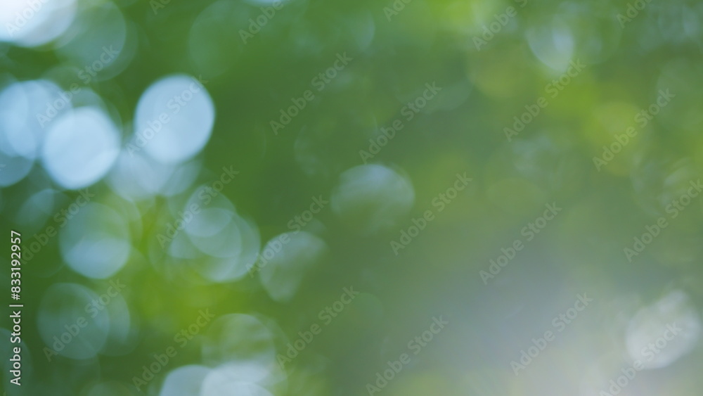 Fototapeta premium Lights leaks. Abstract nature background and nature green bokeh. Summer trees swinging. Blur.