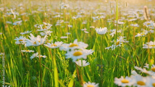 Field of flowers chamomile. Idyllic summer landscape with flowering white daisies and other herbs. Slow motion. photo