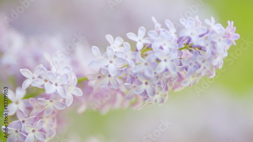 Lilac flowers bloom. Beauty fragrant tiny flowers open closeup. Blurred background. Slow motion.