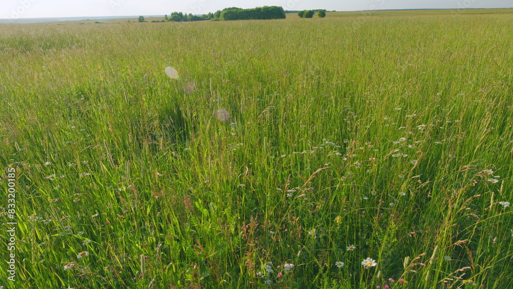 Obraz premium Long grass swaying in the wind on a warm summer day. Wide shot.