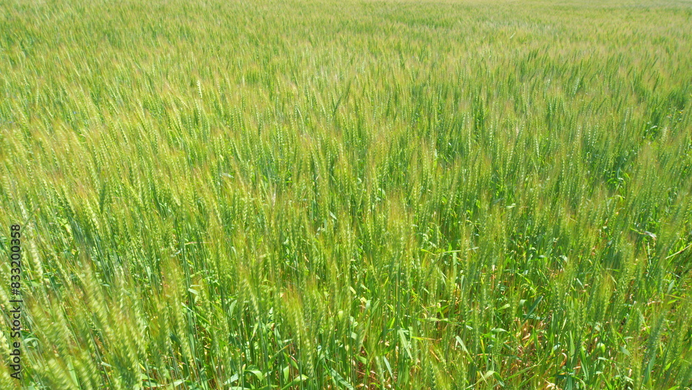Golden green wheat ears field swaying in wind. Field of wheat. Agricultural business concept. Golden green wheat ears field swaying in wind. Field of wheat. Agricultural business concept.
