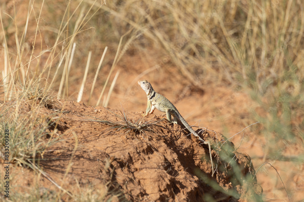 Collard Lizard Collard Lizard
