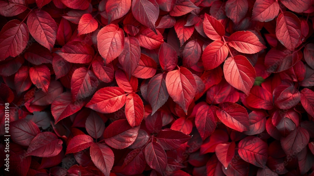 Macro shot many red leaves spread together to form a beautiful pattern. Macro shot many red leaves spread together to form a beautiful pattern.