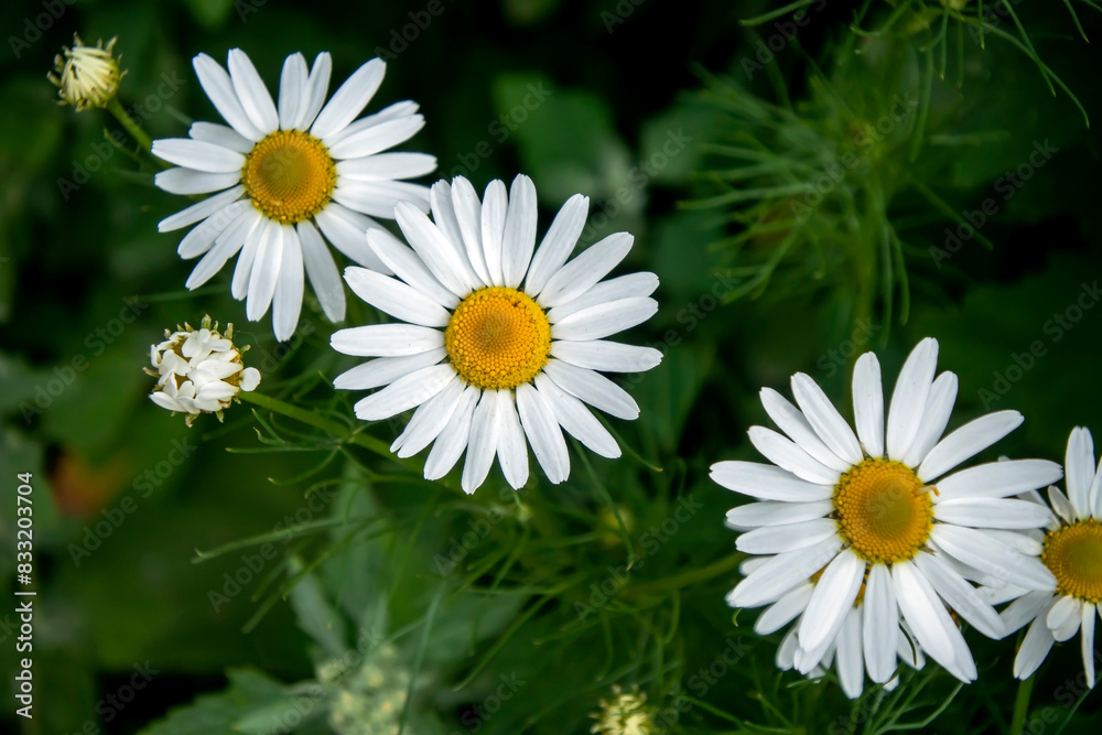 Obraz premium white daisies on a natural background