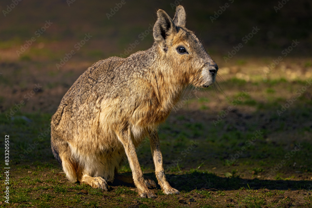 a small capy is standing in the grass near trees a small capy is standing in the grass near trees