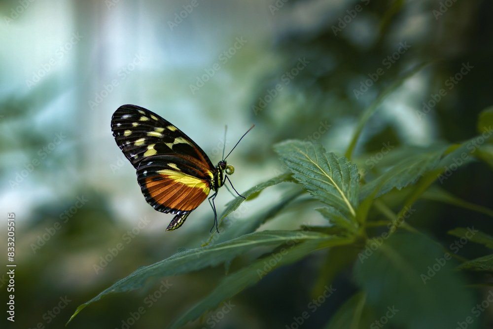 the butterfly is standing on top of some green leaves for protection the butterfly is standing on top of some green leaves for protection