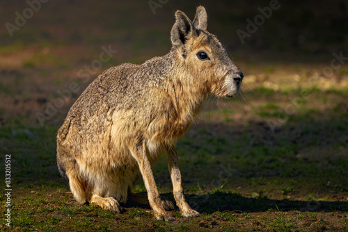 a small capy is standing in the grass near trees