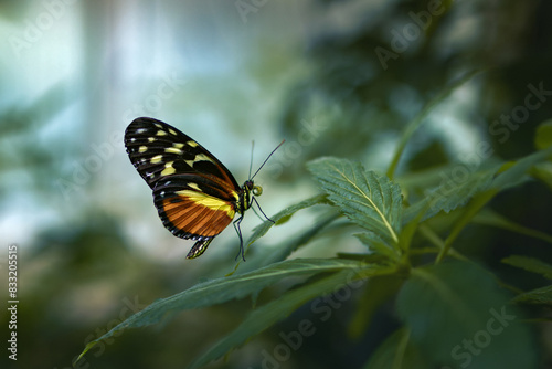 the butterfly is standing on top of some green leaves for protection