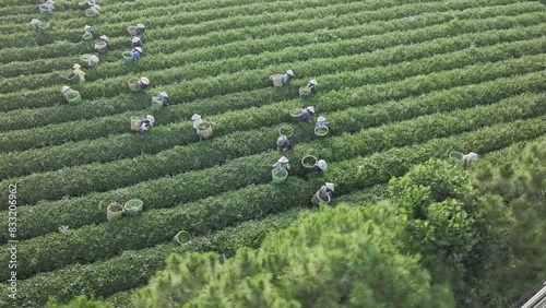 Harvesting tea handmade from Bao Loc province, Vietnam - Aerial view 4k resolution