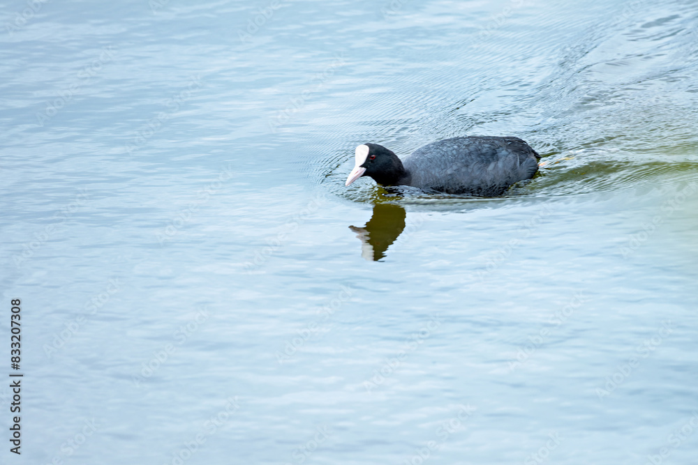 Common Coot Gliding on Tranquil Water Surface Common Coot Gliding on Tranquil Water Surface