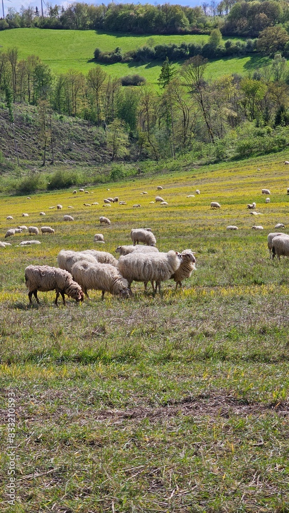 A herd of sheep grazing in a field A herd of sheep grazing in a field