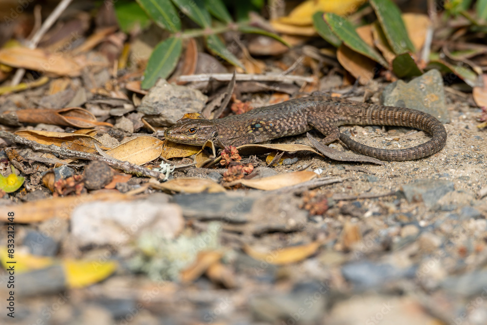 Lilford's Wall Lizard on Leaf-Littered Ground Lilford's Wall Lizard on Leaf-Littered Ground