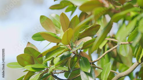 Magnolia Grandiflora Green Leaves. Tree Of Family Magnoliaceae Native To Southeastern United States. Close up.