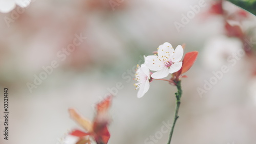 Flowering Blood Plum. Nature Beauty Concept. Cherry Blossoms With Burgundy Leaves.