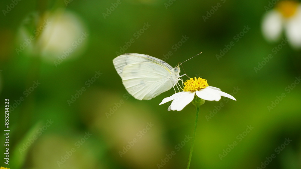 Leptosia nina butterfly is sucking nectar from flowers Leptosia nina butterfly is sucking nectar from flowers