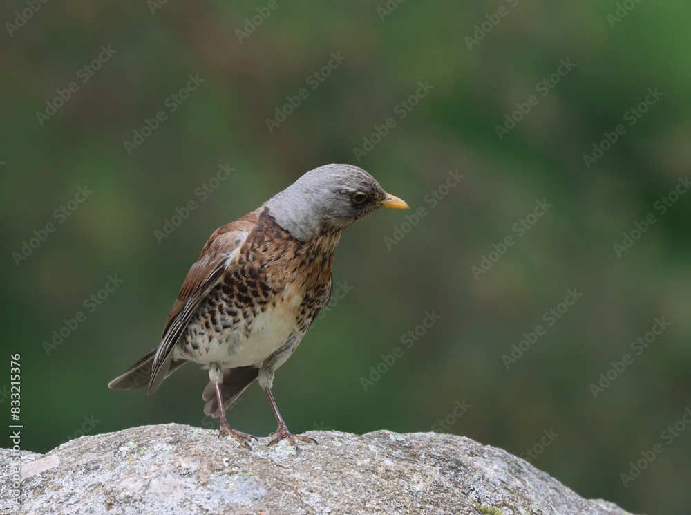 Obraz premium Fieldfare