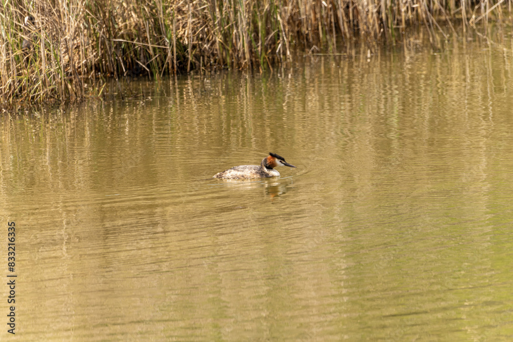 Great Crested Grebe Swimming in Calm Water Great Crested Grebe Swimming in Calm Water