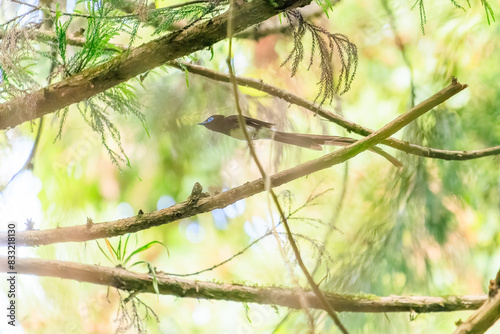 新緑の林の奥で飛ぶ羽虫をフライキャッチする、長い尻尾の美しいサンコウチョウ(カササギヒタキ科)。
日本国東京都八王子市、八王子城跡にて。
2024年5月撮影。
A beautiful Japanese Paradise Flycatcher (Terpsiphone atrocaudata) with a long tail fly-catching winged insects flying
