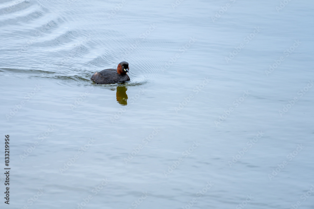 Fototapeta premium Little Grebe Swimming in Calm Waters
