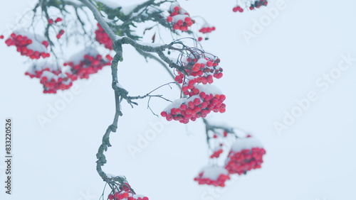 Принти на полотні Viburnum In Snow
