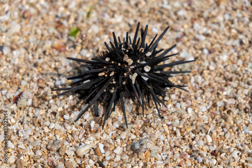 Sea urchins or sea urchins are round and spiny black animals in the Echinoidea class.