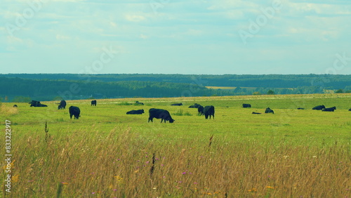 Cows Grazing On A Field In Summer. Herd Of Black Cows Grazing. Open Farm With Cattle On Field In Countryside Farm.