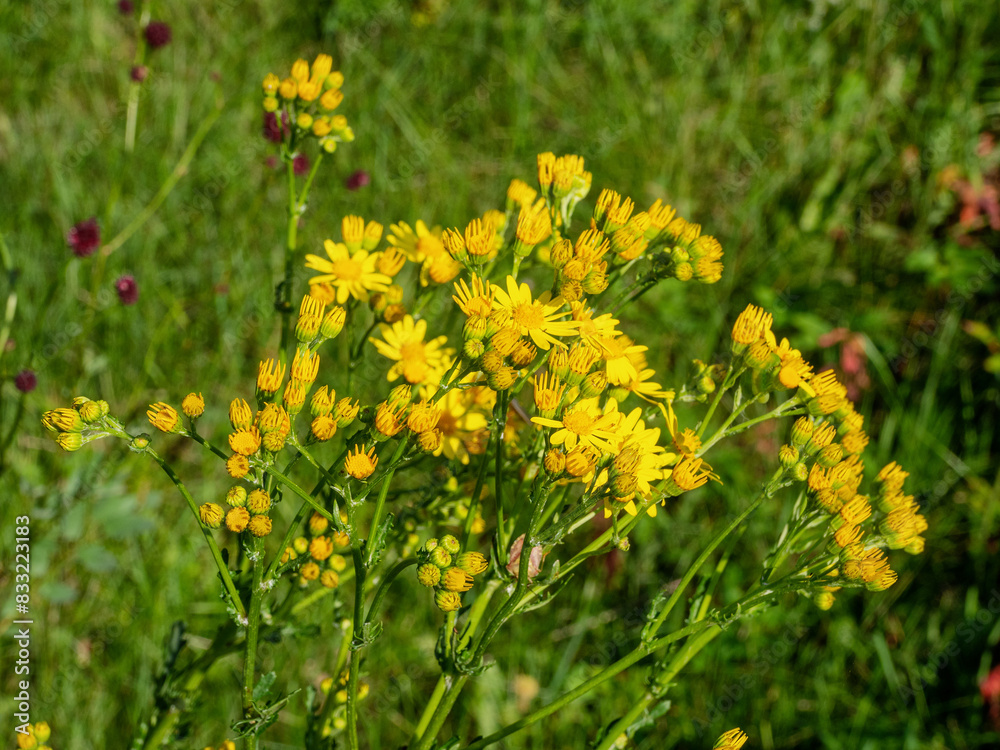Southern Urals, blooming Jacobaea vulgaris (Jacobaea vulgaris) on the lawn in summer. Southern Urals, blooming Jacobaea vulgaris (Jacobaea vulgaris) on the lawn in summer.