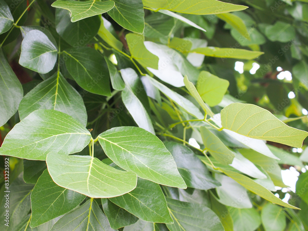 Green leaves tropical forest nature background.