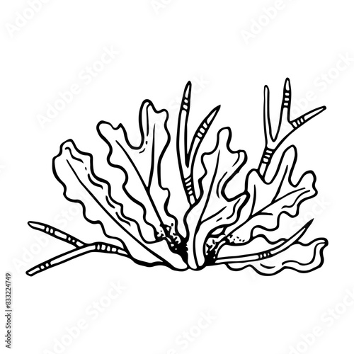 Black and white seaweed line vector illustration. Monochrome underwater sea bottom plant drawing for coloring, marine designs, natural cosmetics and nautical prints