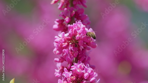 Bees Harvesting Pollen From Pink Judas-Tree. European Cercis Or European Scarlet. Close up. photo