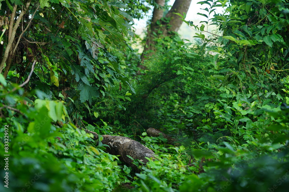 forest, nature, tree, green, plant, trees, park, moss, jungle, wood, leaf, summer, grass, branch, water, spring, landscape, tropical, natural, environment, wild, leaves, plants forest, nature, tree, green, plant, trees, park, moss, jungle, wood, leaf, summer, grass, branch, water, spring, landscape, tropical, natural, environment, wild, leaves, plants