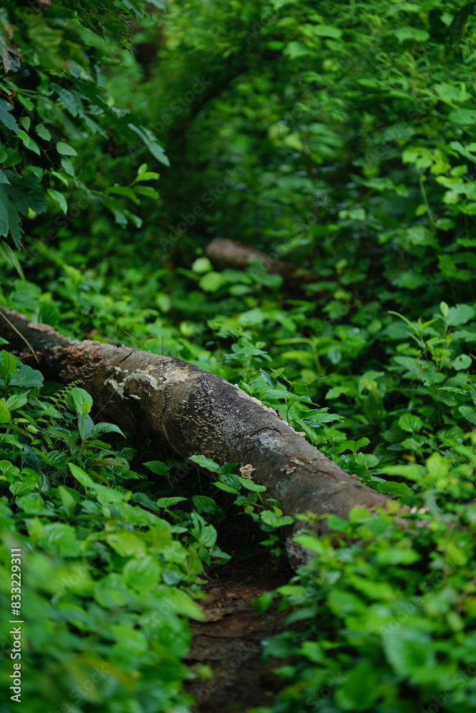tree, nature, forest, moss, green, plant, wood, branch, water, leaf, jungle, wild, trunk, spring, natural, fern, landscape, leaves, old, rainforest, root, roots, grass tree, nature, forest, moss, green, plant, wood, branch, water, leaf, jungle, wild, trunk, spring, natural, fern, landscape, leaves, old, rainforest, root, roots, grass