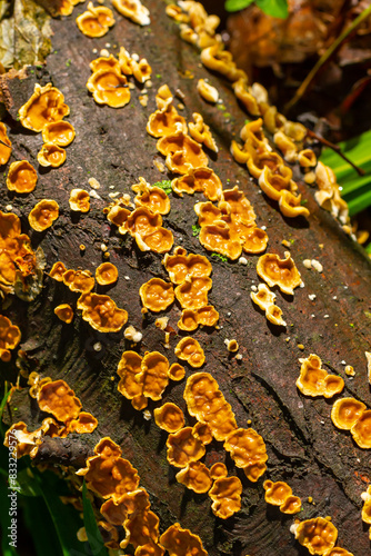 Stereum hirsutum, also called false turkey tail and hairy curtain crust, is a fungus typically forming multiple brackets on dead wood. It is also a plant pathogen infecting peach trees photo