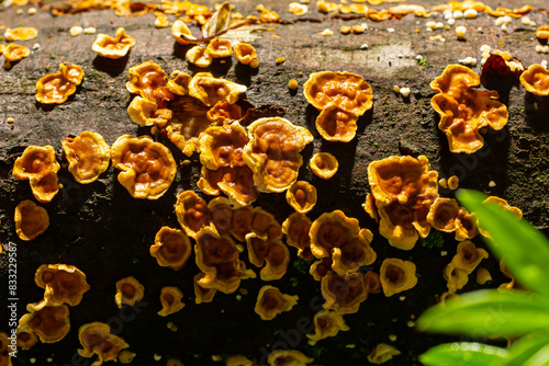 Stereum hirsutum, also called false turkey tail and hairy curtain crust, is a fungus typically forming multiple brackets on dead wood. It is also a plant pathogen infecting peach trees photo