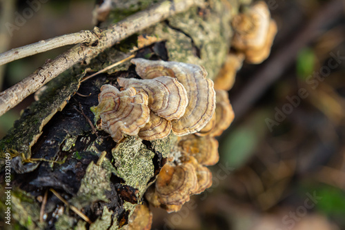 Fotografía Trametes versicolor, also known as Polyporus versicolor, is a common polypore mu