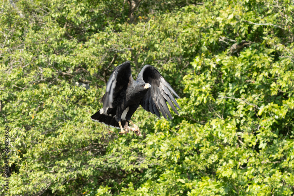 Common Black Hawk - Buteogallus anthracinus a big dark bird of prey in ...