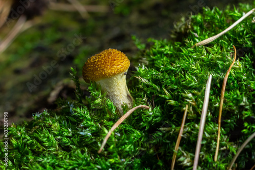 Mushrooms of honey mushrooms close -up on a dark background grow in the forest photo