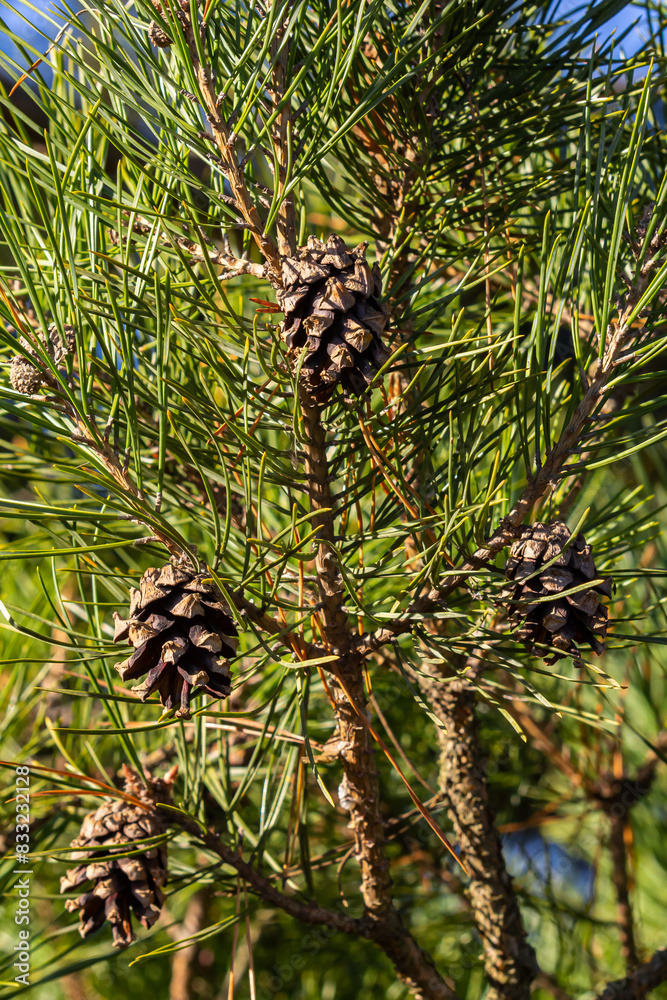 Obraz premium Close-up on a pretty pine cone hanging from its branch and surrounded by its green thorns. Pine cone, pine thorns, pine branch and blue sky