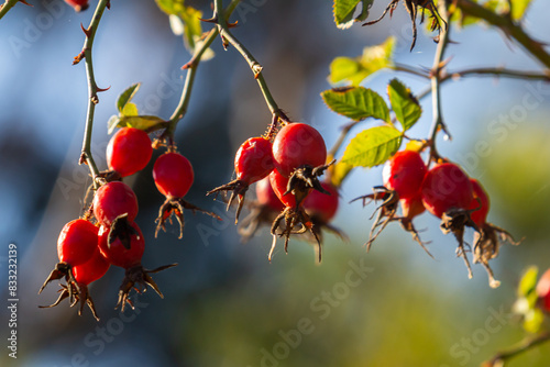 Red rosehip berries on the branches. Romantic autumn still life with rosehip berries. Wrinkled berries of rosehip on a bush on late Fall. Hawthorn berries are tiny fruits that grow on trees