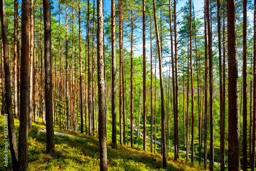 Rannametsa, Estonia. Tolkuse Raba Laugas. Dunes and bog	