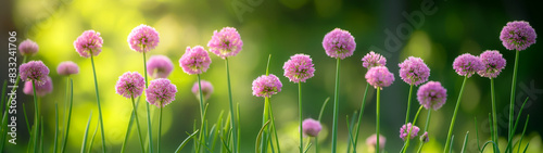 Blooming chives flowers in a sunny garden. Copy space. Generative AI 