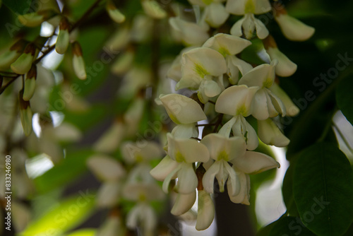 fragrant white acacia flowers on trees