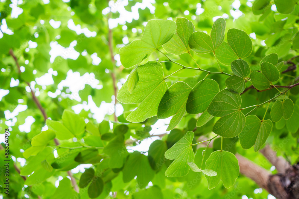 Natural plant green leaf in garden with bokeh background Natural plant green leaf in garden with bokeh background